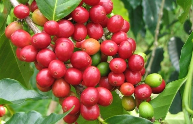 Giá cà phê hôm nay 28/11, tiếp tục tăng 100 đồng/kg tại Tây Nguyên