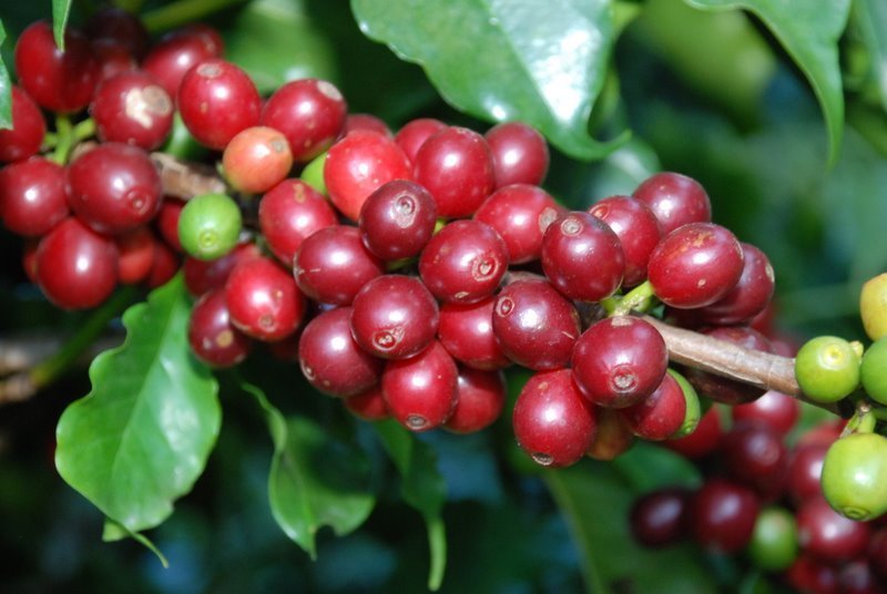 Giá cà phê hôm nay 08/12, giảm 200 đồng/kg ở khu vực Tây Nguyển