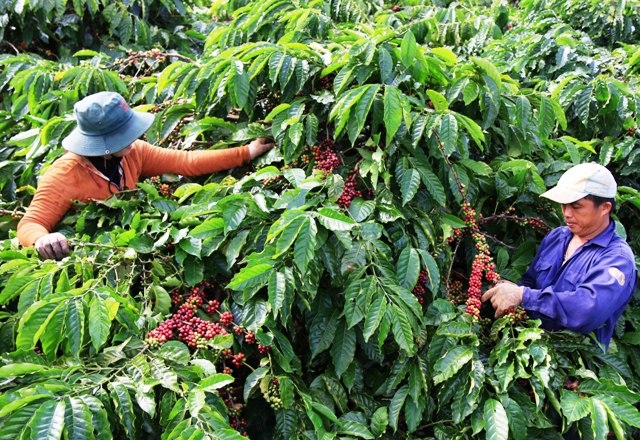 Giá cà phê hôm nay 24/12, tăng 200 đồng ở huyện Di Linh, Lâm Đồng