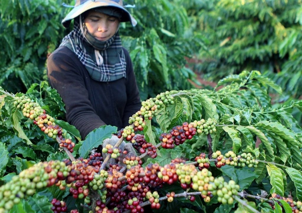 Giá cà phê hôm nay 31/12, tăng 300 đ/kg tại Gia Lai, Kon Tum, Đăk Nông