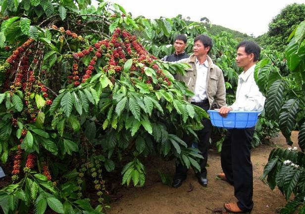 Giá cà phê hôm nay 21/01, không có biến động tại khu vực Tây Nguyên