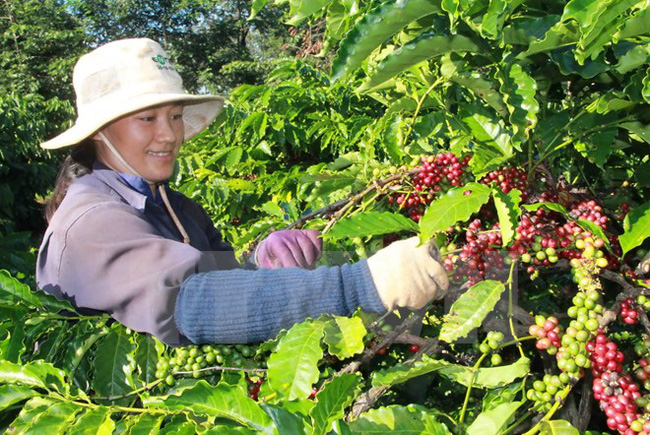 Giá cà phê hôm nay 14/01, lên xuống không rõ ràng tại Tây Nguyên