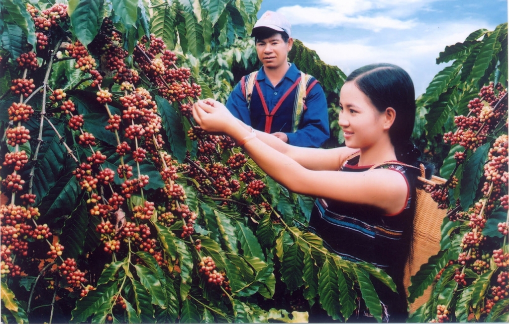 Giá cà phê hôm nay 13/01, ít biến động tại khu vực Tây Nguyên