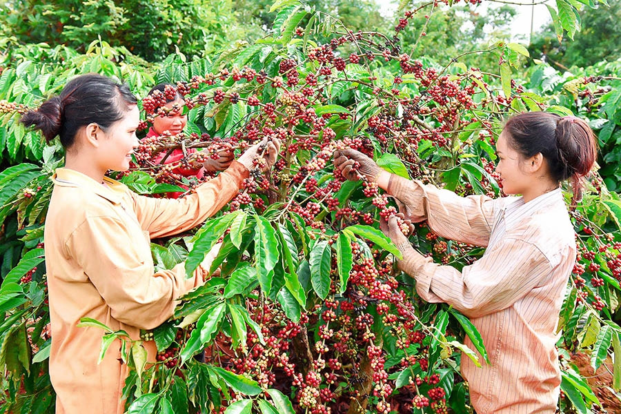 Giá cà phê hôm nay 12/02, giảm 500 đồng/kg tại khu vực Tây Nguyên