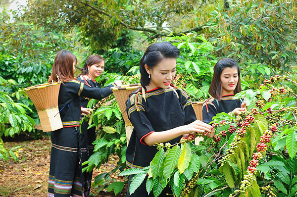 Giá cà phê hôm nay 23/6, khong có biến động tại khu vực Tây Nguyên