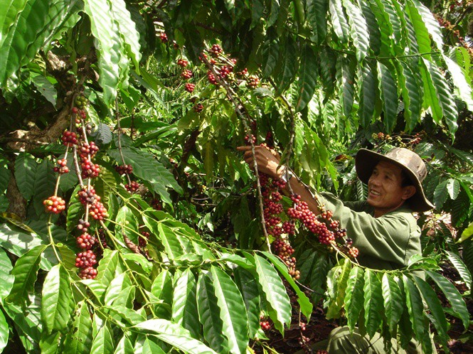 Giá cà phê hôm nay 09/6, không có thay đổi giá tại khu vực Tây Nguyên